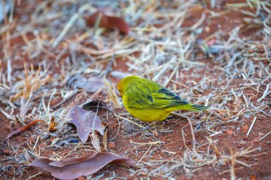 Terra kanaryası, Sicalis Flaveola L. Arministik ve rahatlatıcı şarkı söyleyen küçük Brezilyalı sarı kuş. Canrio da terra