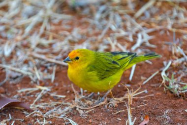 Terra kanaryası, Sicalis Flaveola L. Arministik ve rahatlatıcı şarkı söyleyen küçük Brezilyalı sarı kuş. Canrio da terra