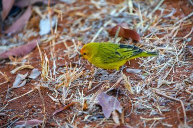 Terra kanaryası, Sicalis Flaveola L. Arministik ve rahatlatıcı şarkı söyleyen küçük Brezilyalı sarı kuş. Canrio da terra