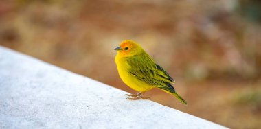 Terra kanaryası, Sicalis Flaveola L. Arministik ve rahatlatıcı şarkı söyleyen küçük Brezilyalı sarı kuş. Canrio da terra