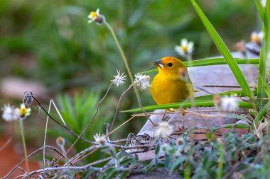 Terra kanaryası, Sicalis Flaveola L. Arministik ve rahatlatıcı şarkı söyleyen küçük Brezilyalı sarı kuş. Canrio da terra