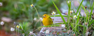 Terra kanaryası, Sicalis Flaveola L. Arministik ve rahatlatıcı şarkı söyleyen küçük Brezilyalı sarı kuş. Canrio da terra