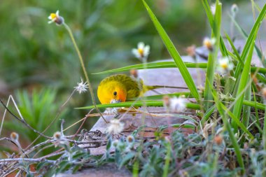 Terra kanaryası, Sicalis Flaveola L. Arministik ve rahatlatıcı şarkı söyleyen küçük Brezilyalı sarı kuş. Canrio da terra