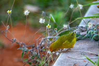 Terra kanaryası, Sicalis Flaveola L. Arministik ve rahatlatıcı şarkı söyleyen küçük Brezilyalı sarı kuş. Canrio da terra