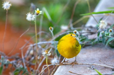 Terra kanaryası, Sicalis Flaveola L. Arministik ve rahatlatıcı şarkı söyleyen küçük Brezilyalı sarı kuş. Canrio da terra