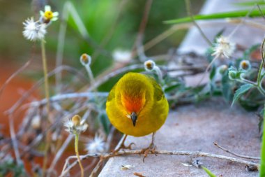 Terra kanaryası, Sicalis Flaveola L. Arministik ve rahatlatıcı şarkı söyleyen küçük Brezilyalı sarı kuş. Canrio da terra