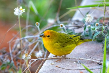 Terra kanaryası, Sicalis Flaveola L. Arministik ve rahatlatıcı şarkı söyleyen küçük Brezilyalı sarı kuş. Canrio da terra