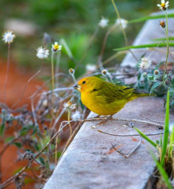 Terra kanaryası, Sicalis Flaveola L. Arministik ve rahatlatıcı şarkı söyleyen küçük Brezilyalı sarı kuş. Canrio da terra