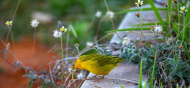 Terra kanaryası, Sicalis Flaveola L. Arministik ve rahatlatıcı şarkı söyleyen küçük Brezilyalı sarı kuş. Canrio da terra