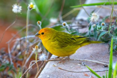 Terra kanaryası, Sicalis Flaveola L. Arministik ve rahatlatıcı şarkı söyleyen küçük Brezilyalı sarı kuş. Canrio da terra