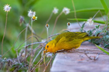 Terra kanaryası, Sicalis Flaveola L. Arministik ve rahatlatıcı şarkı söyleyen küçük Brezilyalı sarı kuş. Canrio da terra