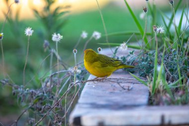 Terra kanaryası, Sicalis Flaveola L. Arministik ve rahatlatıcı şarkı söyleyen küçük Brezilyalı sarı kuş. Canrio da terra