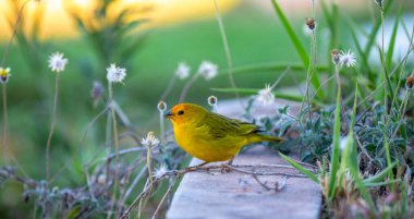 Terra kanaryası, Sicalis Flaveola L. Arministik ve rahatlatıcı şarkı söyleyen küçük Brezilyalı sarı kuş. Canrio da terra