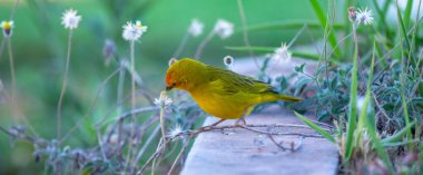 Terra kanaryası, Sicalis Flaveola L. Arministik ve rahatlatıcı şarkı söyleyen küçük Brezilyalı sarı kuş. Canrio da terra