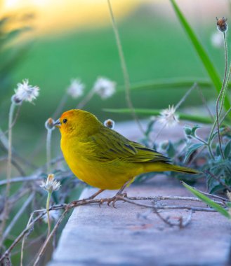 Terra kanaryası, Sicalis Flaveola L. Arministik ve rahatlatıcı şarkı söyleyen küçük Brezilyalı sarı kuş. Canrio da terra