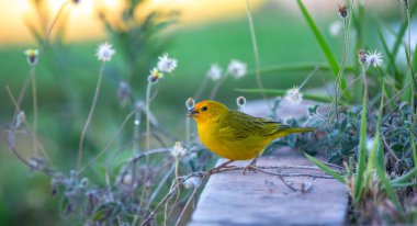 Terra kanaryası, Sicalis Flaveola L. Arministik ve rahatlatıcı şarkı söyleyen küçük Brezilyalı sarı kuş. Canrio da terra