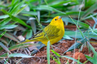 Terra kanaryası, Sicalis Flaveola L. Arministik ve rahatlatıcı şarkı söyleyen küçük Brezilyalı sarı kuş. Canrio da terra