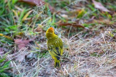 Terra kanaryası, Sicalis Flaveola L. Arministik ve rahatlatıcı şarkı söyleyen küçük Brezilyalı sarı kuş. Canrio da terra