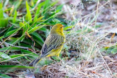 Terra kanaryası, Sicalis Flaveola L. Arministik ve rahatlatıcı şarkı söyleyen küçük Brezilyalı sarı kuş. Canrio da terra