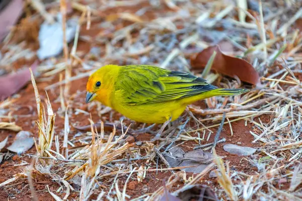 Terra kanaryası, Sicalis Flaveola L. Arministik ve rahatlatıcı şarkı söyleyen küçük Brezilyalı sarı kuş. Canrio da terra