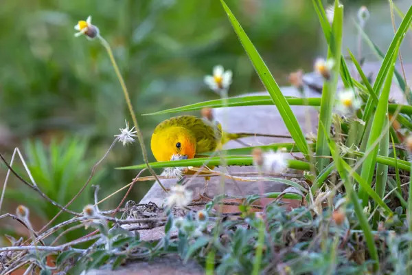 Terra kanaryası, Sicalis Flaveola L. Arministik ve rahatlatıcı şarkı söyleyen küçük Brezilyalı sarı kuş. Canrio da terra