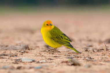 Terra kanaryası, Sicalis Flaveola L. Arministik ve rahatlatıcı şarkı söyleyen küçük Brezilyalı sarı kuş. Canrio da terra