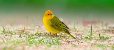 Terra kanaryası, Sicalis Flaveola L. Arministik ve rahatlatıcı şarkı söyleyen küçük Brezilyalı sarı kuş. Canrio da terra