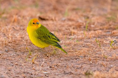 Terra kanaryası, Sicalis Flaveola L. Arministik ve rahatlatıcı şarkı söyleyen küçük Brezilyalı sarı kuş. Canrio da terra