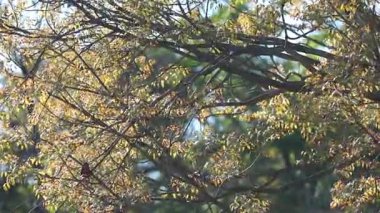 Dinlendirici ormandaki ağacın yapraklarında hafif bir esinti olan huzurlu bir ortamda özel bir video, meditasyon ve iç gözlem için özel.