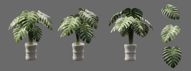 Gri arka planda izole edilmiş bir tencerede yeşil canavar bitkisi.