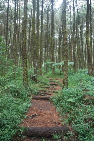 林间小路 远足小径 清早松树林的路景 — 图库照片