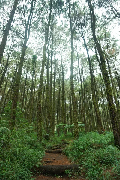 Orman Yolu Yürüyüş Yolu Sabahın Erken Saatlerinde Çam Ormanındaki Yol — Stok fotoğraf