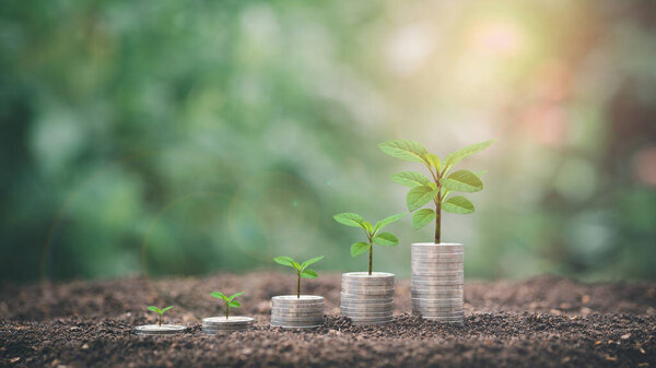 Stacks of coins and trees represent money growth on the ground, future savings growth ideas, financial and banking.