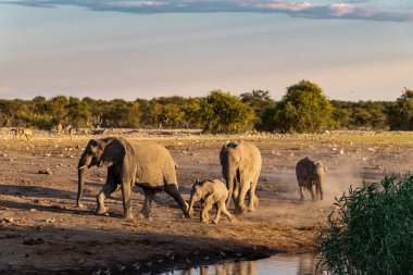 Afrika fili sürüsü Etoşa Ulusal Parkı, Namibya 'da su içiyor.