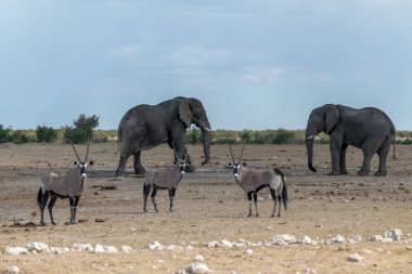 Namibya 'daki Etoşa Ulusal Parkı' nda fil sürüsü.
