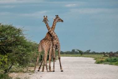 Bir çift Afrikalı zürafa bozkırda