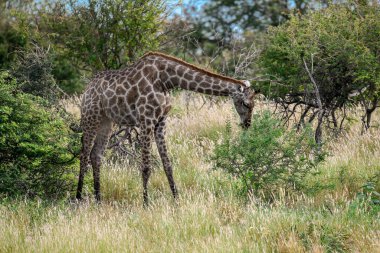 Zürafa - Zürafa devedaldaldaldaldaldaldallais, Afrika savanasında - Savannah, Etoşa Ulusal Parkı, Botswana.