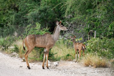 Dişi kudu, Tragelaphus aphus, parkta yürüyor.