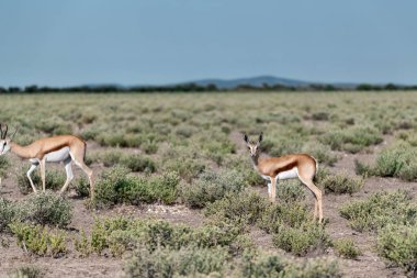 Afrika 'da vahşi bir Impala