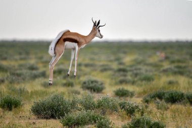 Vahşi doğada yaban sıçanı, Afrika
