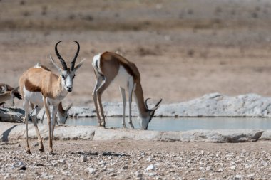 Waterbok - antilop, etosha Ulusal Parkı, Namibya