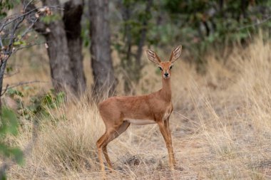 Güney Afrika 'daki Kruger Ulusal Parkı' nda kadın İmpala.