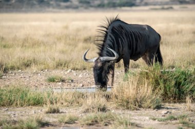 Afrika 'nın bozkırında erkek ve erkek bir Afrika antilobu.