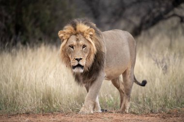 Afrika savanındaki aslan.