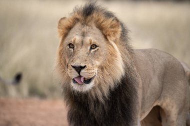 Aslan (panthera leo) erkek portresi. Kapat.