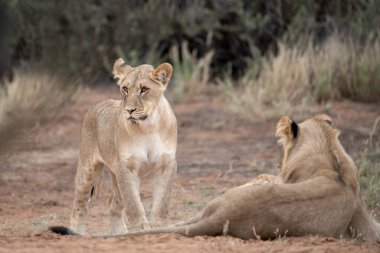 Güney Afrika 'daki Kruger Ulusal Parkı' nda oturan aslan yavrusu..
