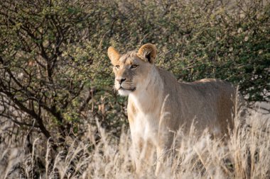 Dişi aslan, Botswana 'daki Chobe Ulusal Parkı' nda kuru çimlerde yürüyor..