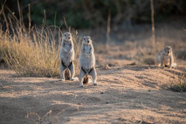 a group of meerkat family