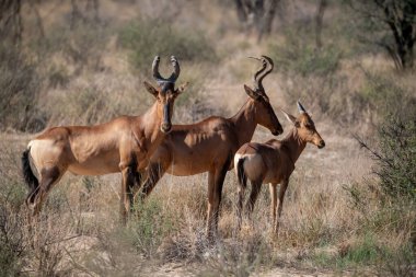 a group of red deers of impala in the kruger national park in south africa