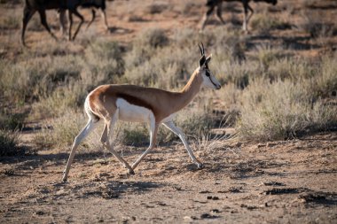 young white antelope walks in the desert